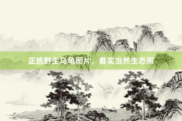 正统野生乌龟图片，着实当然生态照